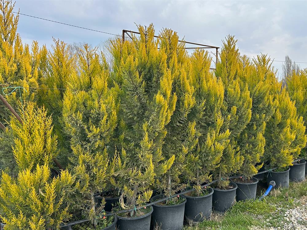 rasadnik-ristovi-ir-clubeconomy