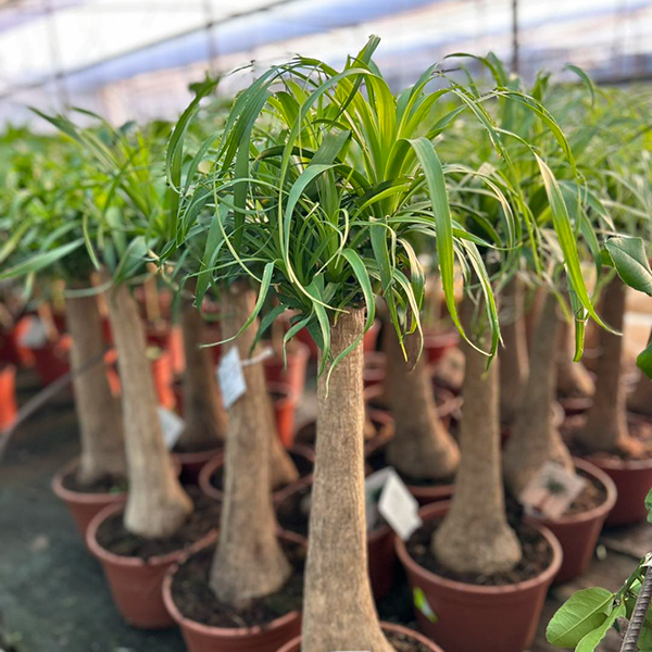 rasadnik-ristovi-ir-clubeconomy